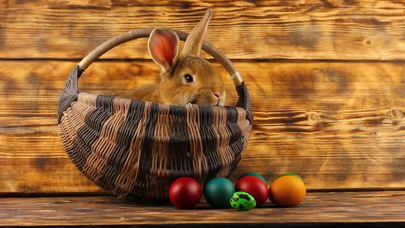 Little Brown Fluffy Cute Rabbit Sits in a Wicker Basket with Multicolored Assorted Easter Eggs on a