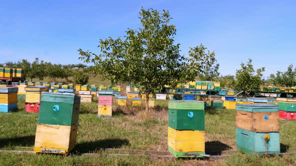 Bees in the Apiary