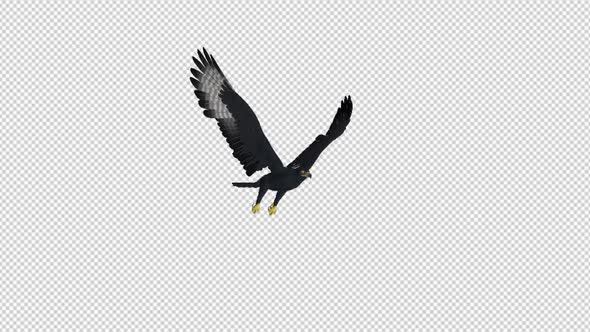 African Eagle - 4K Flying Loop - Front Side Angle alt