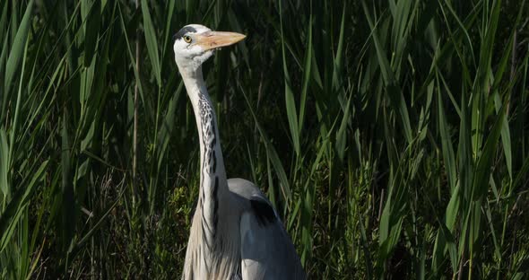 Grey heron in reeds,  Camargue, France