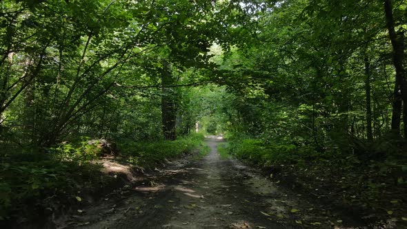 Forest with Trees on a Summer Day Slow Motion