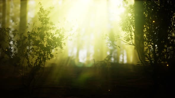 Firefly in Misty Forest with Fog