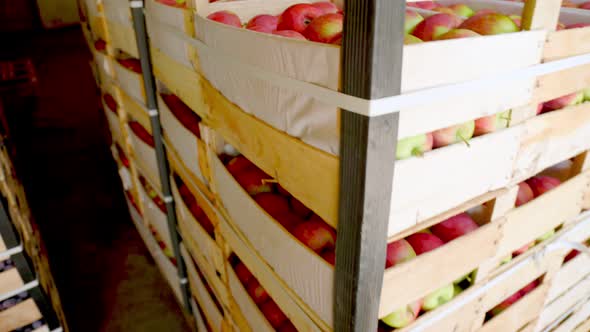 Red Apples in Boxes