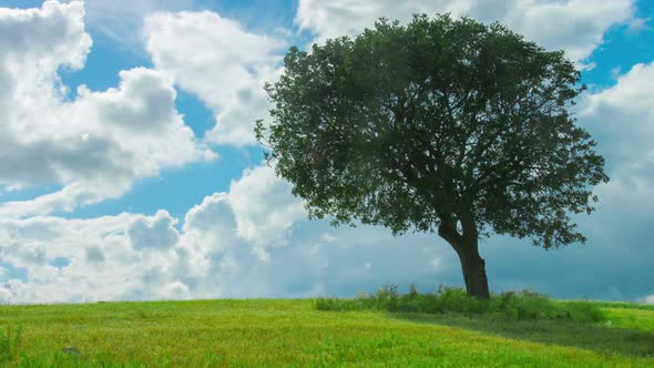 Time-Lapse of Green Tree Growing in Field Under Cloudy Sky. Weather Forecast