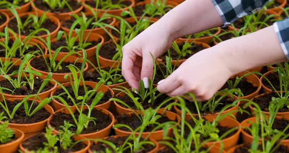 Gardener Examining Flowers in Greenhouse Agriculture