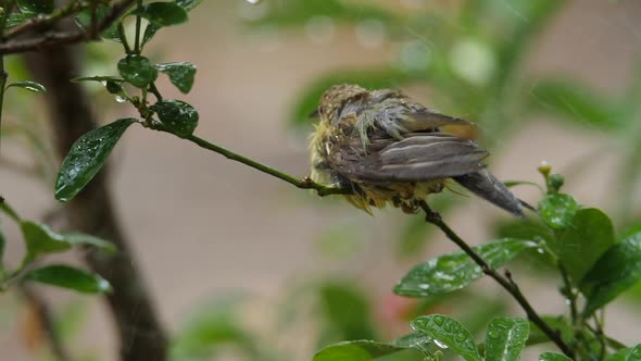 Baby birds are playing in the rain. The plumage feather is wet soaked with water droplets.