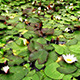 Water Lily Flower  - VideoHive Item for Sale