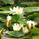 Water Lily Flower  - VideoHive Item for Sale
