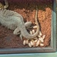 Bearded Dragon Deposing Eggs - VideoHive Item for Sale