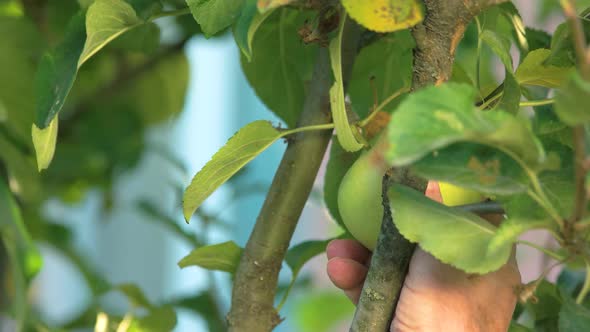 Female Hands Picking Apples.