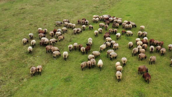 Long-haired sheeps eating grass in a farming field. Video from above on domestic animals on a green 