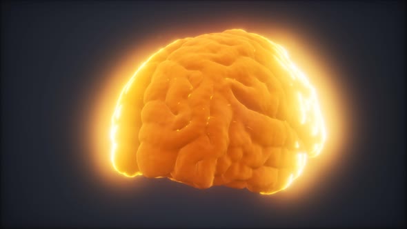 Loop Rotating Human Brain Animation