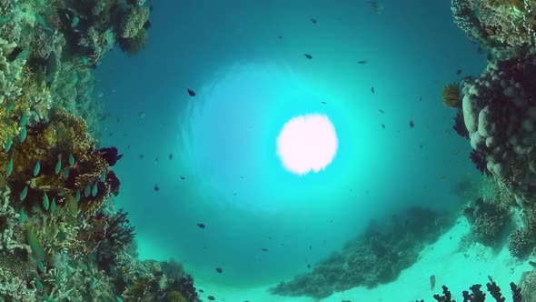 Coral Reef and Tropical Fish. Panglao, Philippines.