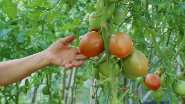 Person Hand Plucks Ripe Tomato From Bush in Garden