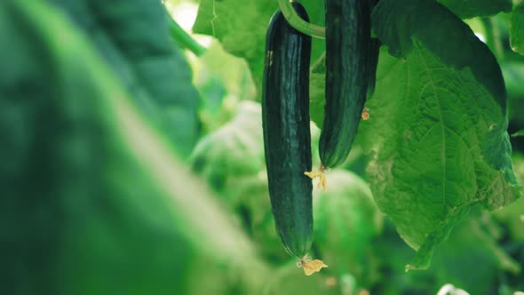 Green Leaves with Ripe Cucumbers Among Them