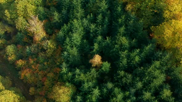 Gentle rise over a lush pine tree forest, Black Forest, Germany