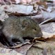 Forest mouse on the fallen leaves. Apodemus uralensis - VideoHive Item for Sale