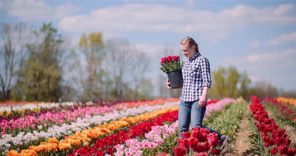 Woman Holding Tulips Bouquet in Hands While Walking on Tulips Field