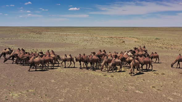 Aerial View of Bactrian Camels Group in Mongolia