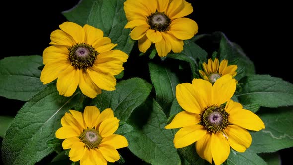 Yellow Flowers of Rudbeckia Plant Blooming in Timelapse On a Green Leaves Background