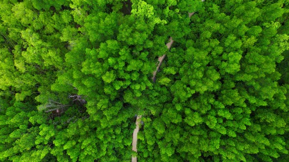 Aerial view Top view of Mangroves forest. An ecosystem in the thailand.