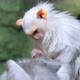 Silver marmoset Mico argentatus sits on a stick and looks for insects from its relative - VideoHive Item for Sale