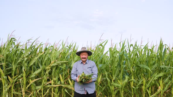 Elder Male Farmer Stands in Cornfield Looking at Camera Rejoices the Harvest Throws Up the Corn