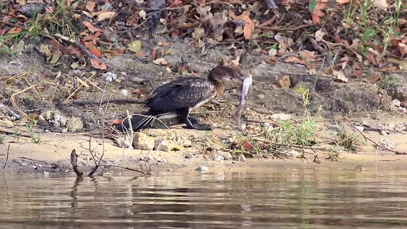 African Cormorant on river bank has more fish than it can handle