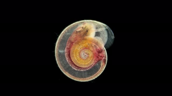 Snail Family Planorbidae Under Microscope Order Pulmonata