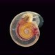 Snail Family Planorbidae Under Microscope Order Pulmonata - VideoHive Item for Sale