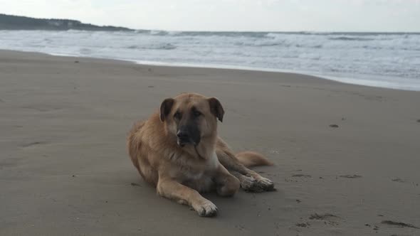 Dog Sitting Beach