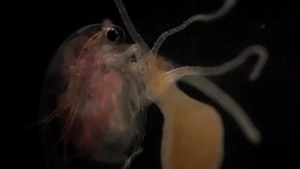 Microscopic Daphnia is caught in a Hydra's tentacles.