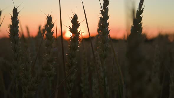 Green Field with Wheat Ear