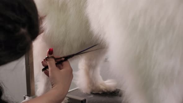 Closeup a Female Groomer Cuts with Scissors a Samoyed Dog in Groomer Salon