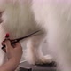 Closeup a Female Groomer Cuts with Scissors a Samoyed Dog in Groomer Salon - VideoHive Item for Sale