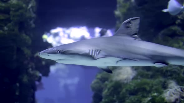 Shark Underwater Photo in Open Water