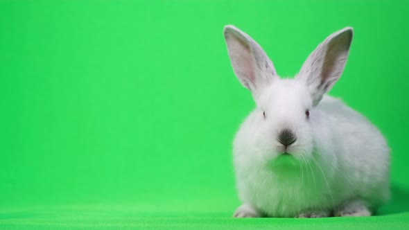 White Rabbit in the Studio on a Green Background