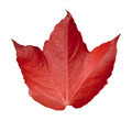 Isolated Autumn Leaf - PhotoDune Item for Sale