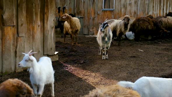Sheep Farm with Sheep and Goats