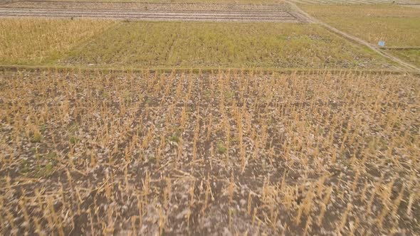 Agricultural Landscape in Indonesia