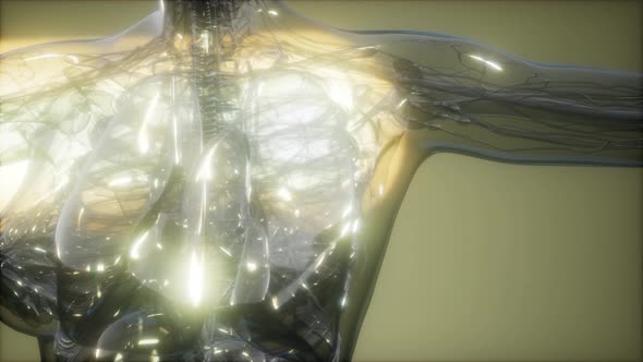 X-Ray Image Of Human Body alt