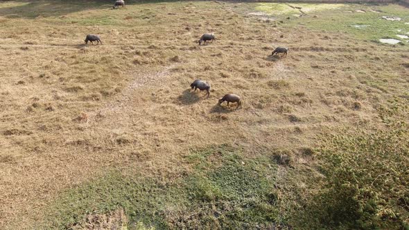 Wide Timelapse of Water Buffalo in a Green Grassy Field