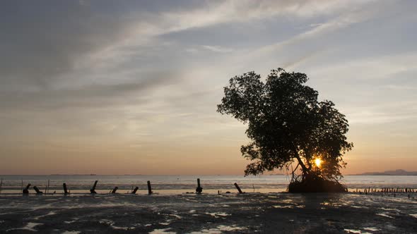 Sunset lonely tree at Nibong Tebal.