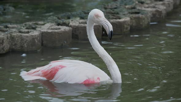 The Greater Flamingo, Phoenicopterus Roseus, Bathing in Pond, Big Pink Graceful Bird