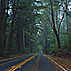 Forest Drive - VideoHive Item for Sale