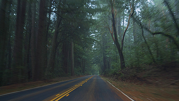 Forest Drive