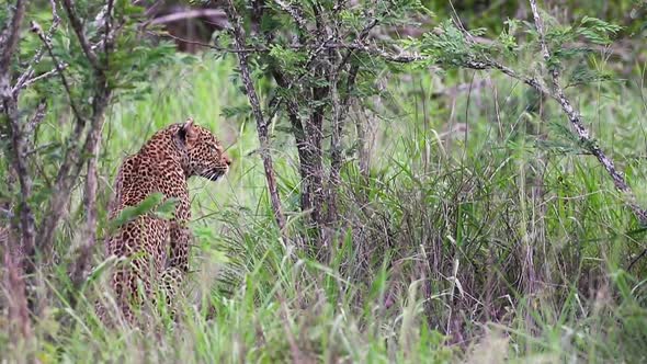 Leopard waiting for prey in Sabi Sands Game Reserve in South Africa