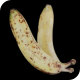 Photorealistic Ripe Banana 3D Model with 6 High-Resolution Textures - 3DOcean Item for Sale