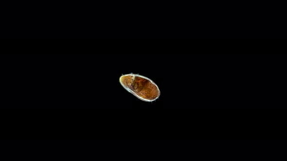 Sea Ostracoda Under a Microscope Podocopida Order Possibly Paracypridinae Subfamily