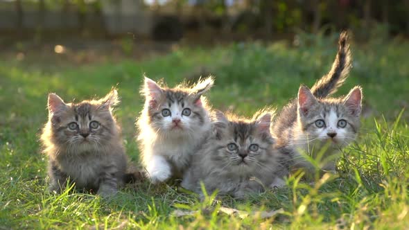 Four Persian Kittens Sitting In The Park Under Sunlight